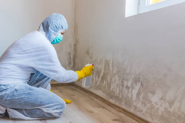 Licensed Mold Remediation service in Alexandria, VA - 24 Hour Mold Removal