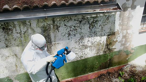Top rated local Mold Remediation specialists in Alexandria, VA
